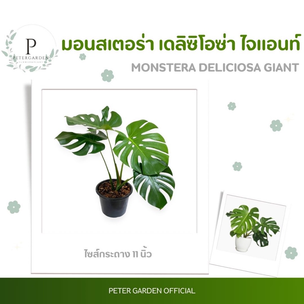 ต้นมอนสเตอร่า เดลิซิโอซ่า ไจแอนท์ / มอนไจแอนท์ Monstera Deliciosa Giant สูง 60-80 cm ไซส์กระถาง 11 นิ้ว