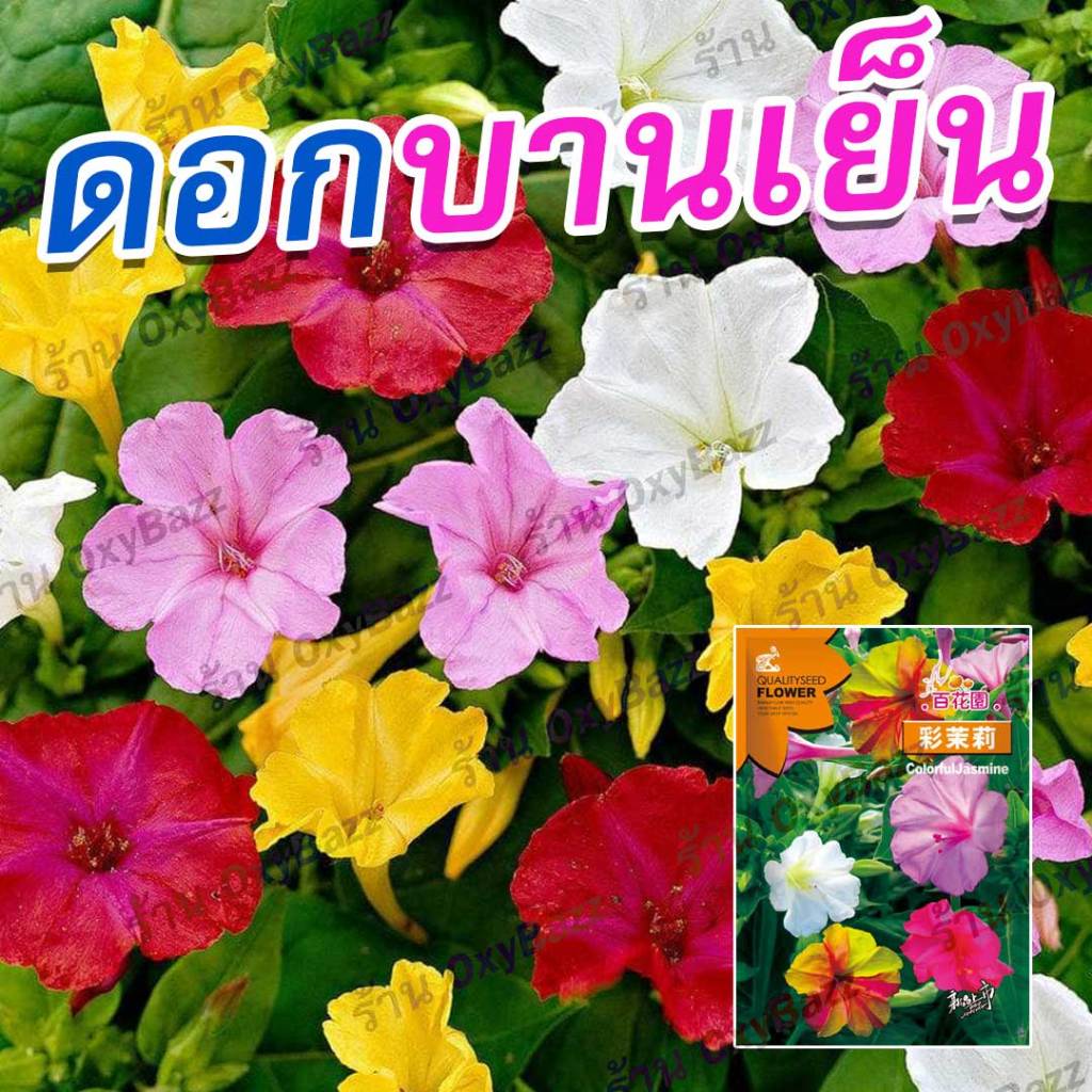 เมล็ดพันธุ์ดอกบานเย็น คละสี 50 เมล็ด เมล็ดดอกบานเย็นหลากสี Mirabilis jalapa