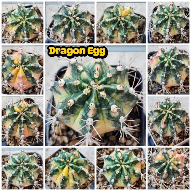 Dragon Egg (ไข่มังกร) ไม้ชำหน่อ ลายสวย สีสดใส