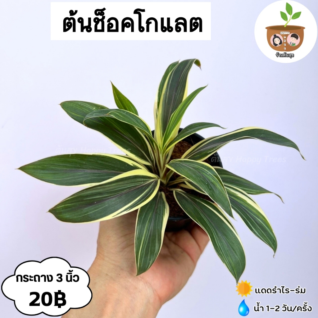 ต้นช็อคโกแลต จัดส่ง 2 ต้นขึ้นไป คละแบบได้