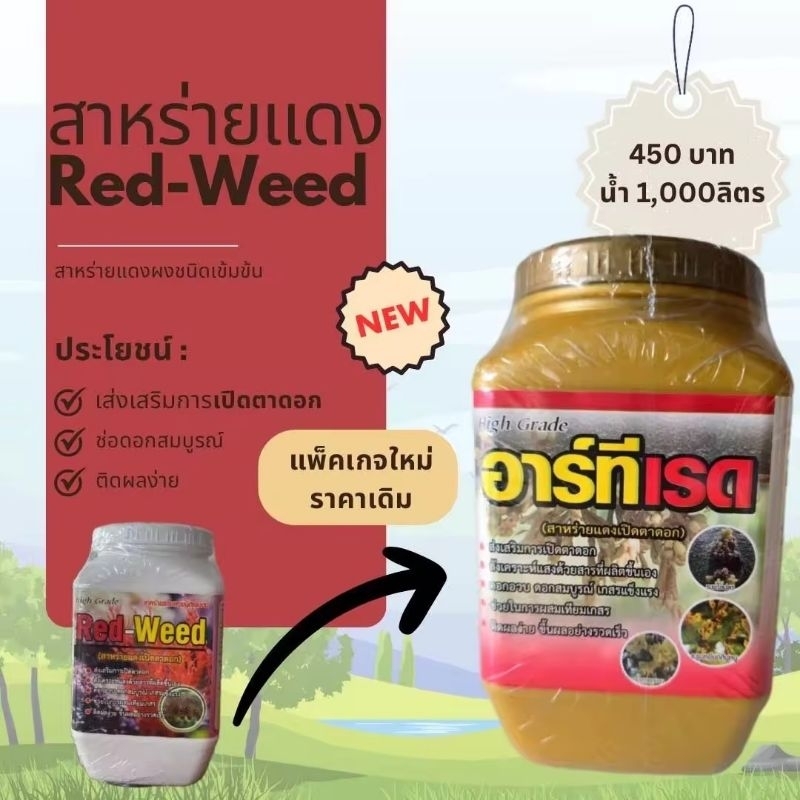 สาหร่ายแดงนำเข้าจากนอร์เวย์ เปิดตาดอก ติดผลดี