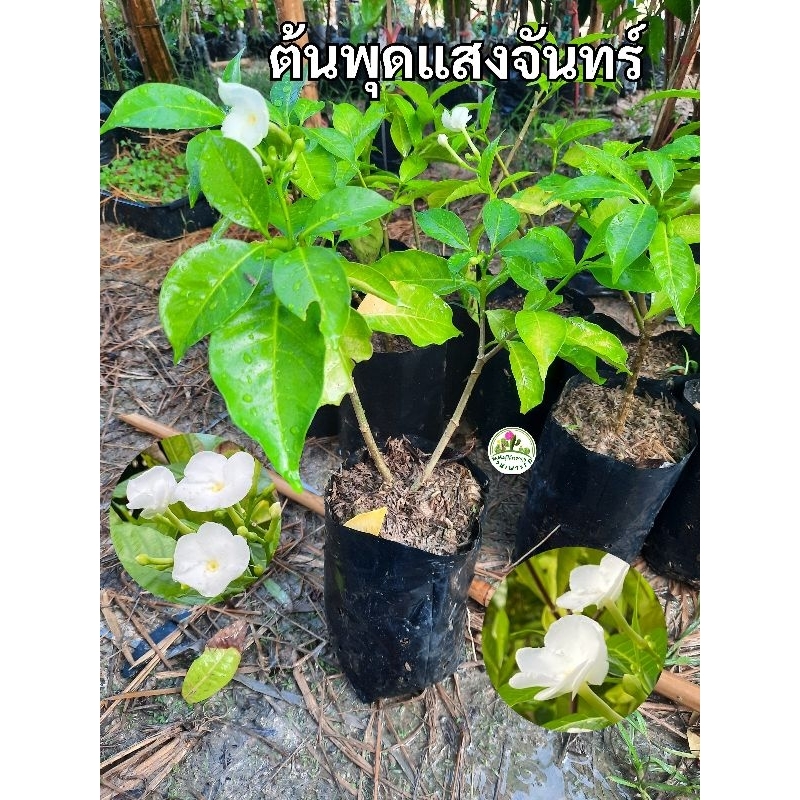 ต้นพุดแสงจันทร์ พุดแสงจันทร์ พุดนวลจันทร์