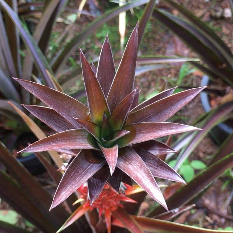 สับปะรดปลูกประดับ ผลใช้จัดช่อดอกไม้ได้ Ananas Lucidus Chocolate (ช็อกโกแลต) ผลและใบสีช็อกโกแลตไร้หนาม