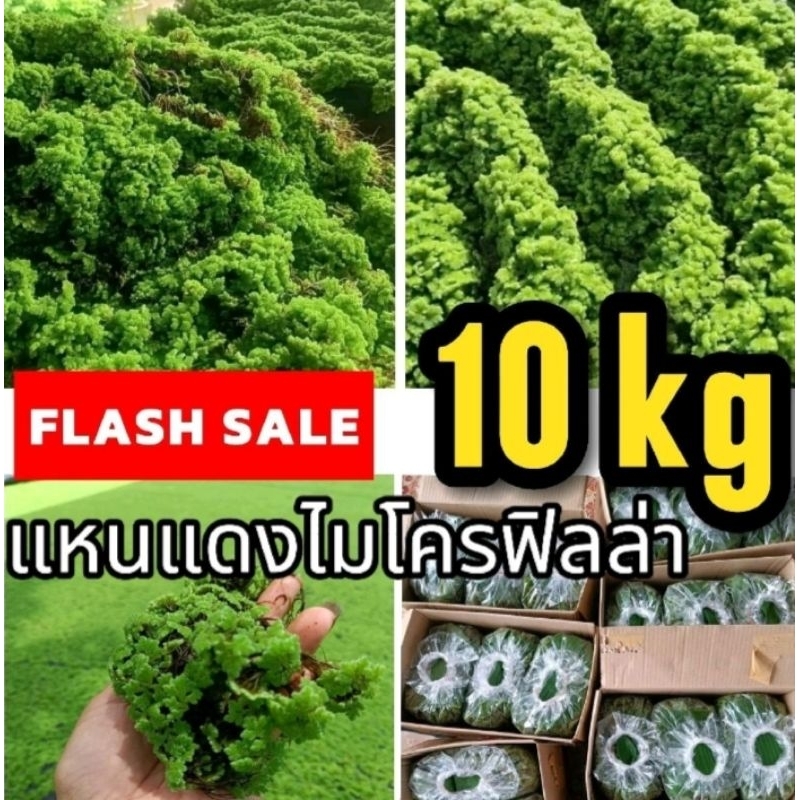 แหนแดงชุดใหญ่ลดหนักเเห่งปี 10 กิโลโคตรคุ้ม