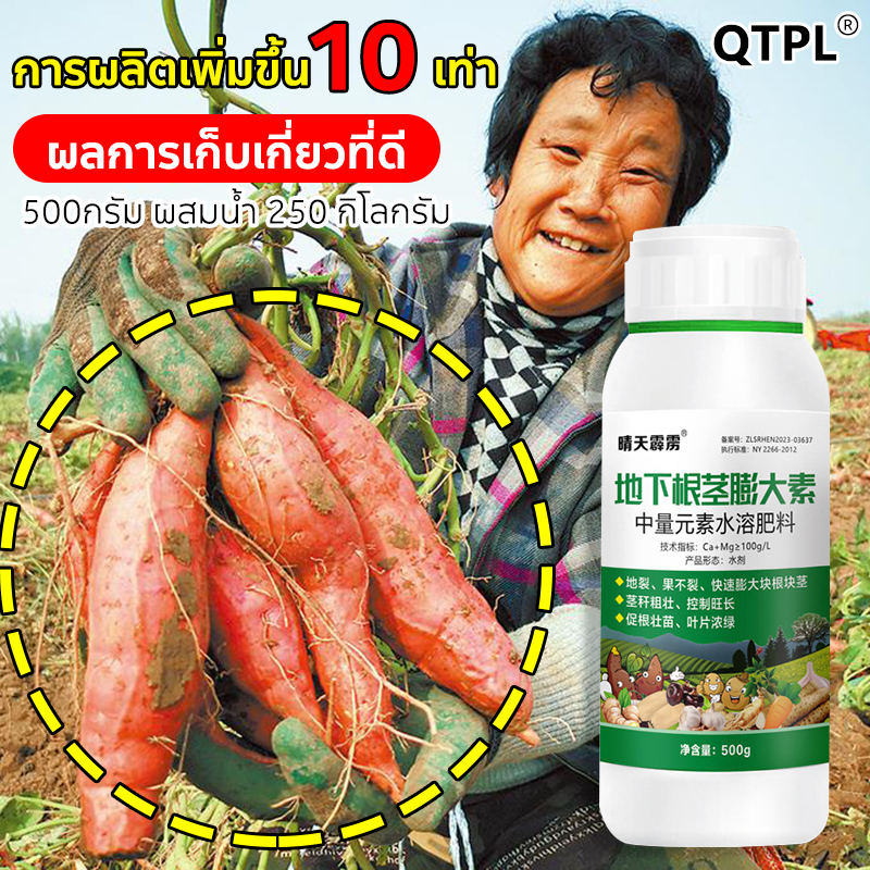 การผลิตเพิ่มขึ้น 10 เท่า QTPL ปุ๋ยเร่งหัวมัน 500g ฮอร์โมนมันสำปะหลัง ฮอร์โมนระเบิดหัว ต้นโบนโตซิน มันฝรั่ง มันสำปะหลัง