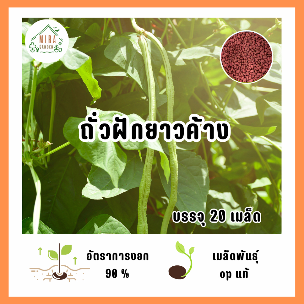 9บาท ถั่วฝักยาว 20 เมล็ด