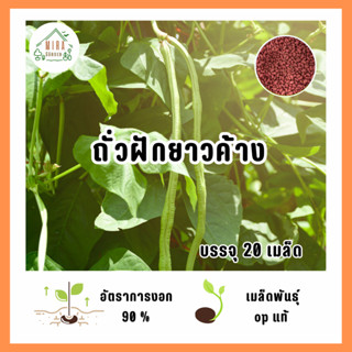 9บาท ถั่วฝักยาว 20 เมล็ด