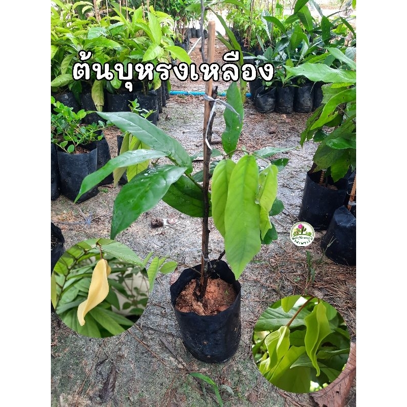 ต้นบุหรงเหลือง บุหรงเหลือง