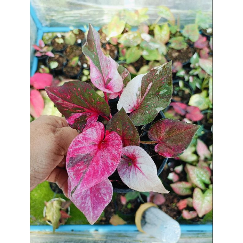 ต้นบอนสีมณีล้อมเพชร และมณีล้อมเพชรแผลง มีให้เลือก 2 แบบ ลูกค้าระบุได้ในข้อความค่ะ
