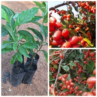 ต้นมะหลอดพันธุ์หวาน(ซื้อ 4แถม1ถุง)ผลดกรสชาติหวาน