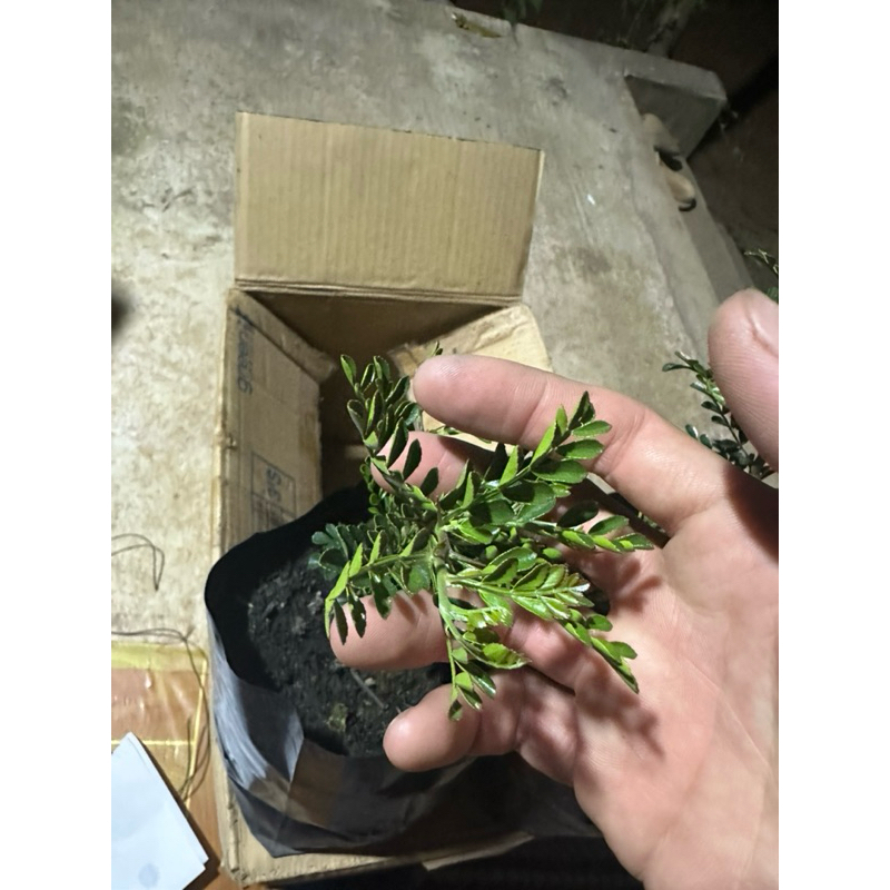 Thumbnail 7