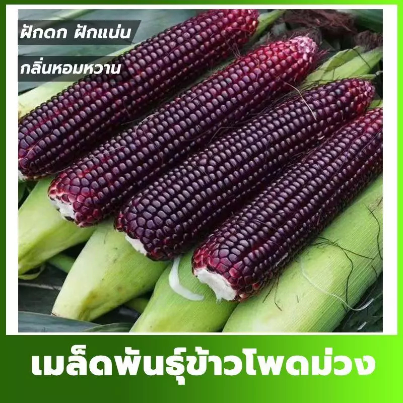 เมล็ดข้าวโพดหวานดำ ข้าวโพดม่วง เมล็ดข้าวโพด บรรจุซองละ 50 เมล็ด