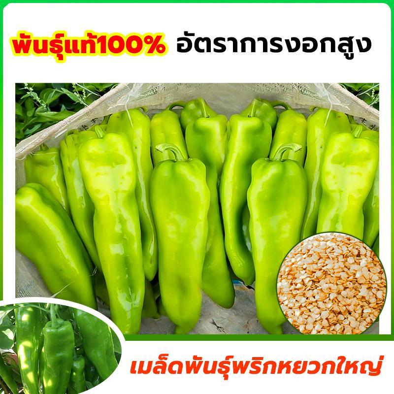 เมล็ดพันธ์ุ พริกหยวก พันธ์ุพริกหยวก ซองละ 100 เมล็ด