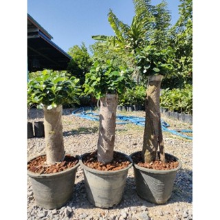 ต้นช้อนเงินช้อนทอง ตอใหญ่ทรงกำลังดี จัดส่งพร้อมกระถาง10นิ้วภ…