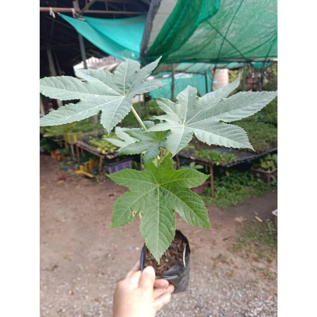 ต้นพันธุ์   ละหุ่ง   พร้อมปลูก ในถุงดำ 39บาท  สมุนไพรไทย ละหุ่ง  Castor Bean มากประโยชน์ ใบใช้เลี้ยงตัวหม่อนไหม