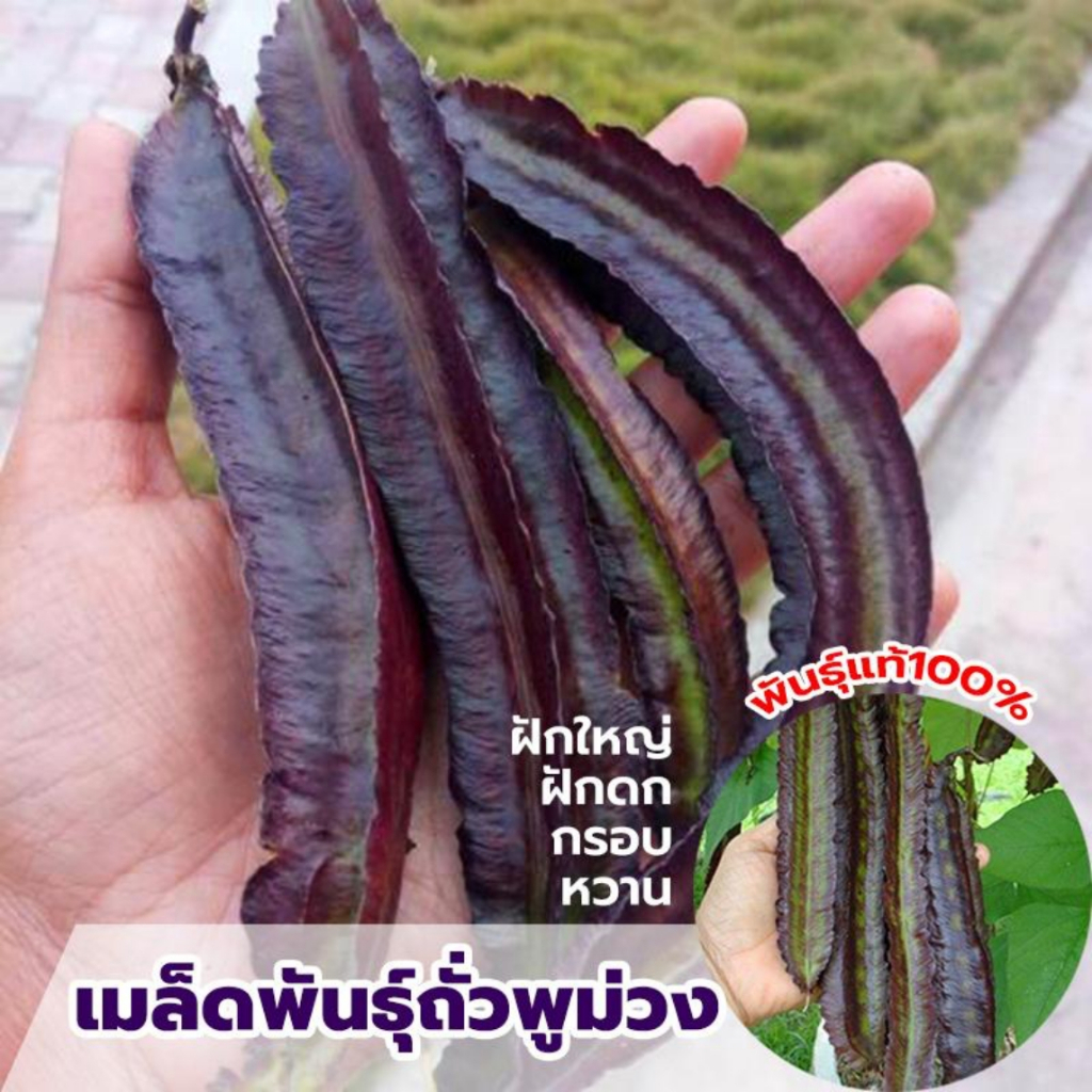 เมล็ดพันธ์ุ ถั่วพูสีม้วง ถั่วพูพันธ์ุหายาก ติดฝักดก ปลูกง่ายมาก บรรจุซองละ 30 เมล็ด

<p>“><center></p>
<h4></h4>
<p><p><font color=