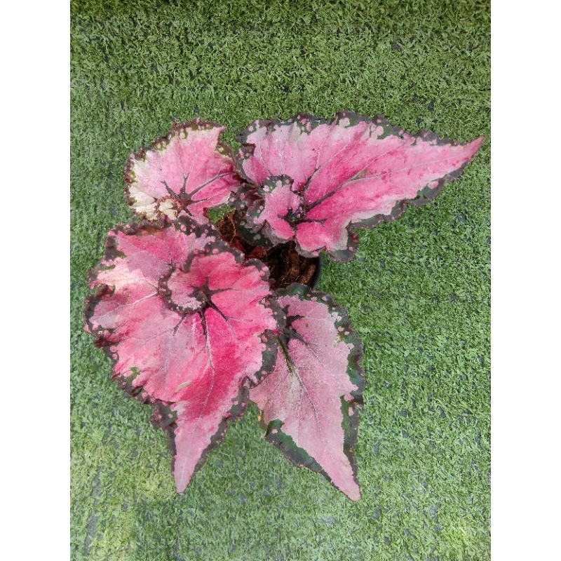 ต้นบีโกเนียRex "Eragon"[ Begonia Rex "Eragon" ] ไม้ในกระถาง3"