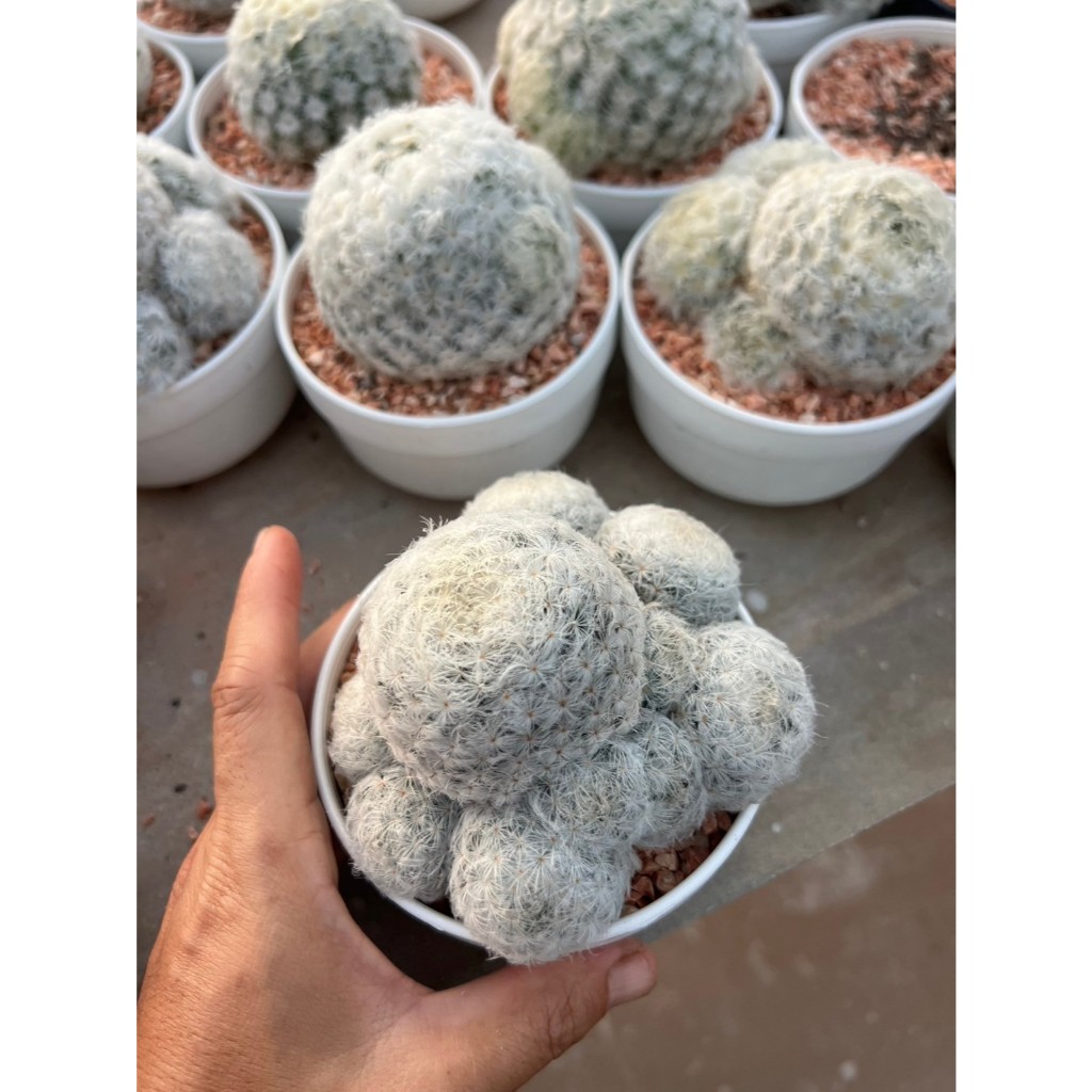 ขนนกขาว ไซส์ L ขนาดประมาณ 6-8  cm ไม้ไซส์ใหญ่น่าสะสม