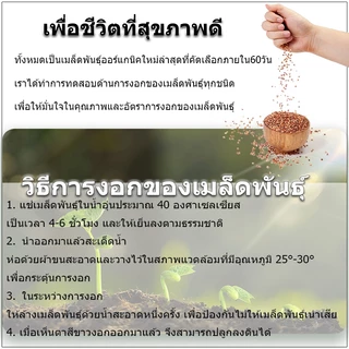 30 เมล็ดเมล็ดพันธุ์แตงโมยักษ์ เนื้อสีแดง หวานสุดๆ ปลูกง่ายลูกโต