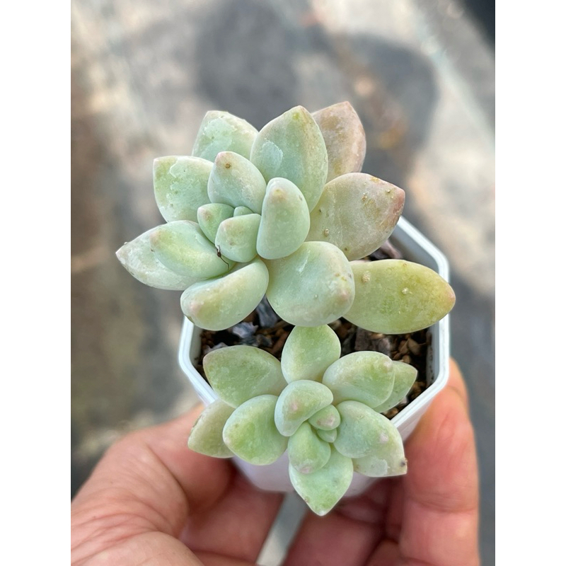 Graptosedum Cheesecake กุหลาบหินไม้อวบน้ำ ขนาด 2 นิ้ว