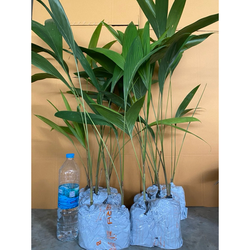 ต้นภูพานเฮ 12+2 ต้น (Pupunha/Peach Palm) ขนาด 60-80 ซม.