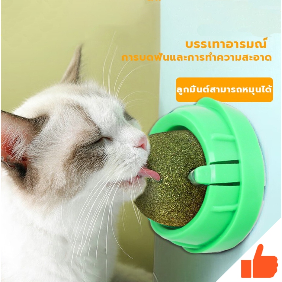 กัญชาแมว หญ้าแมว กันชาแมว กัญชาเเมว แคทนิปแมว catnip ball กันชาแมวส่งฟรี กัชชาแมว กันชาแมวเลีย แคทนิปบอล ติดกำแพง