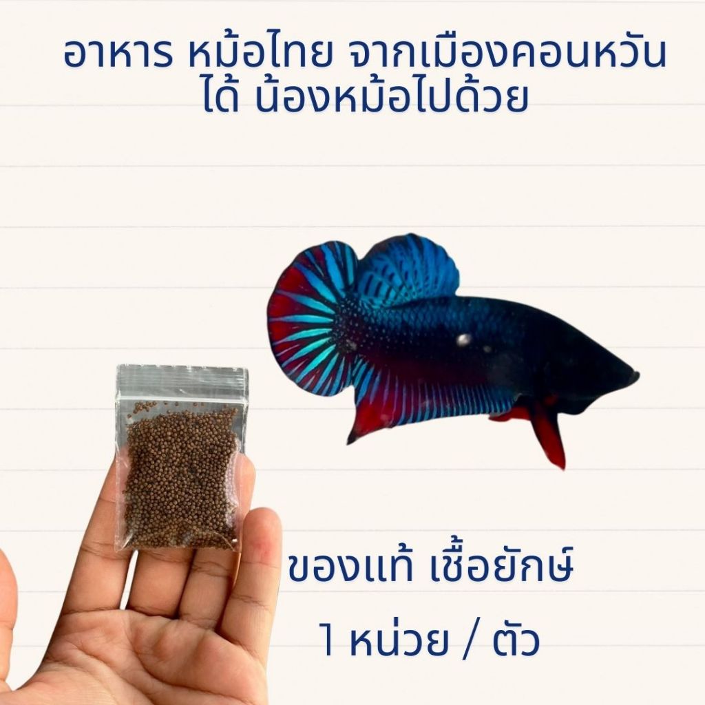 betta หม้อไทย และ อาหาร * รับน้อนได้ด้วย สำหรับหม้อ 1 ห น่วย ต่อตัว หม้อไทยธรรมดา จากคอนหวัน **รับประกันสินค้า