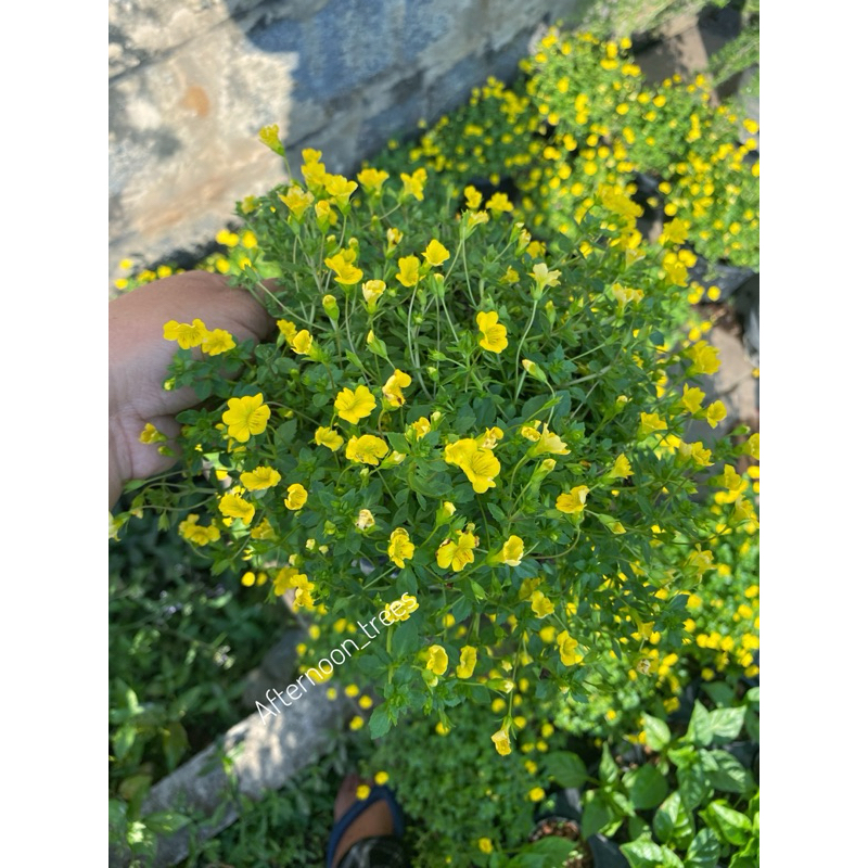 แมคคาโดเนีย 🌸ดอกไม้ทานได้🌸 กระถาง6นิ้วไม่มีลวด เลี้ยงแดด