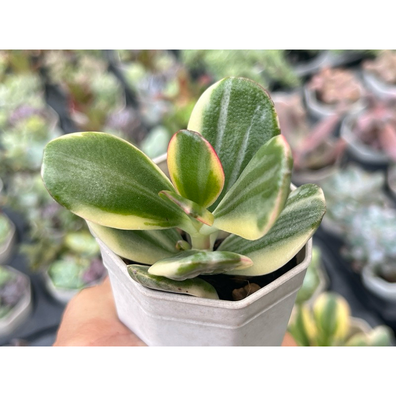 Crassula Jadeplant Varigata ไม้อวบนำ้ คลาสซูล่าด่าง จัดสวนถาด กุหลาบหิน กระถาง 2 นิ้ว