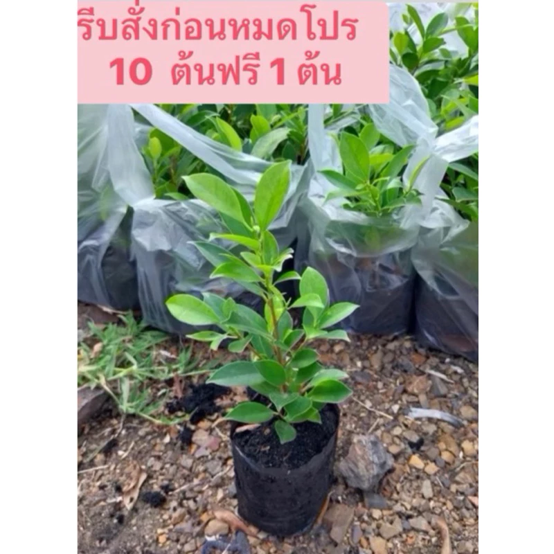 ต้นไทรเกาหลี ไทรเกาหลี (ส่งฟรีทักแชท) ส่งแบบต้นพร้อมถุงดำ (ค่าส่งถูกที่สุด) ขนาด 15-20 ซม  ถุง 2 นิ้ว thumbnail 4