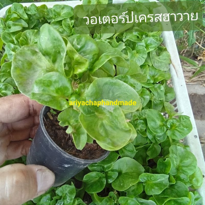 วอเตอร์เครสฮาวาย  อร่อยรสชาติดี ในกระถาง 2นิ้ว มีรากเดินพร้อมปลูกขยายพันธุ๋