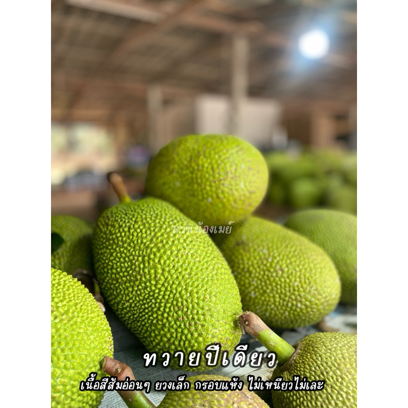 ขนุนทวายปีเดียว หวาน หอม มาก! 6-9กิโลกรัม (ขายเป็นลูก)