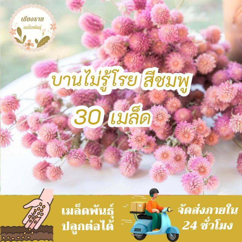 เมล็ดพันธุ์ บานไม่รู้โรย สีชมพู 30 เมล็ด Pink Gomphrena เมล็ดพันธุ์แท้ นำเข้าจากต่างประเทศ