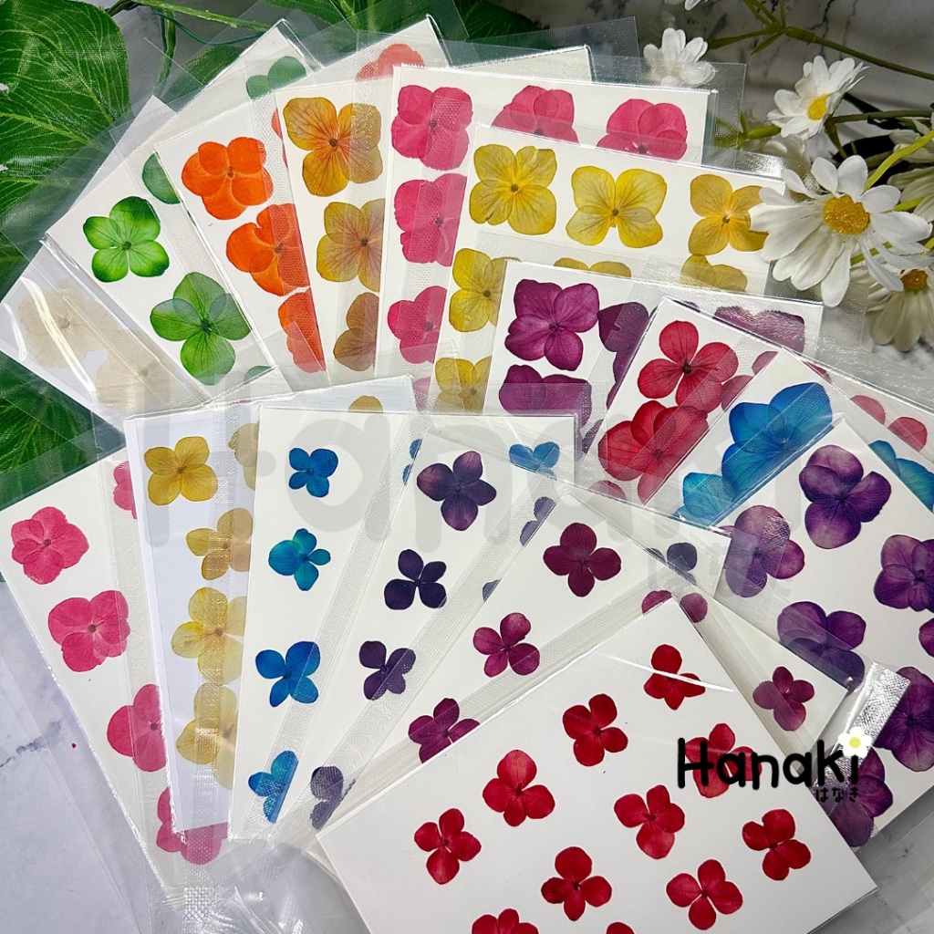 【พร้อมส่ง】ดอกไฮเดรนเยียทับแห้ง ดอกไม้จริงทับแห้ง ดอกไม้ทับแห้ง Pressed Flowers💐