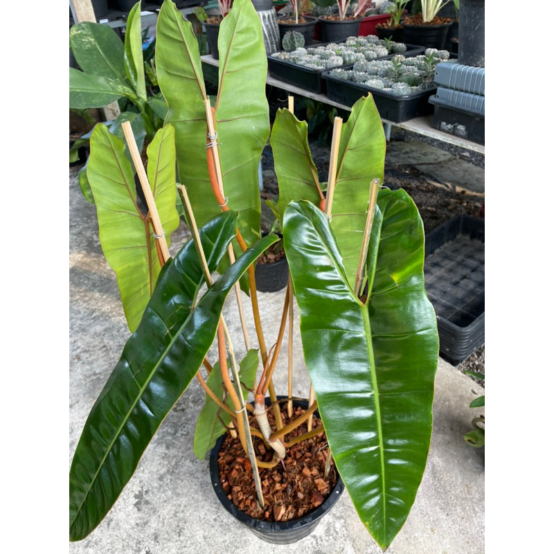 ฟิโลเดนดรอน ก้านส้ม: Philodendron billietiae Croat.ไม้ฟอกอากาศ