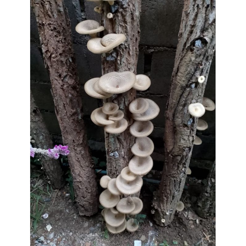 เชื้อเห็ดลม เห็ดบด หรือเห็ดกระด้าง (ชุดโปร 5ขวด) - รูปที่ 3