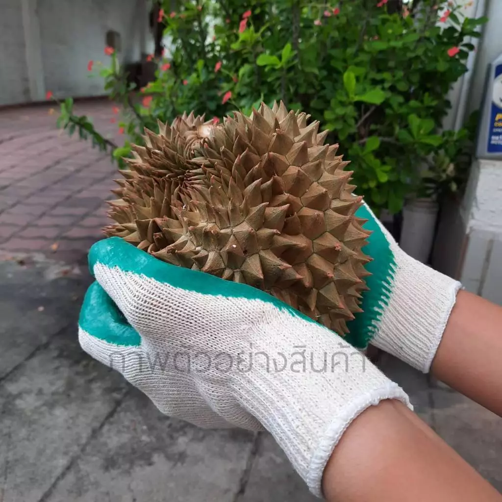 ถุงมือผ้าชุบยางสีเขียว รุ่น HyZafe 3 คู่ 100 เดียว ตัดอ้อย ปอกทุเรียน งานก่อสร้าง ปอกทุเรียน NRG-EL