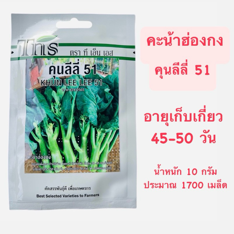 tns คะน้าฮ่องกง คุนลีลี่ 51 (ประมาณ 1700 เมล็ด)