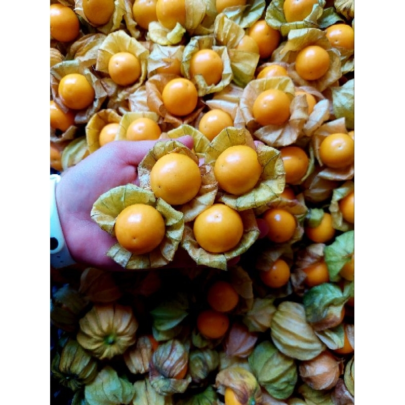 เคพกูสเบอร์รี่ โทงเทงฝรั่ง 1 กิโลกรัม