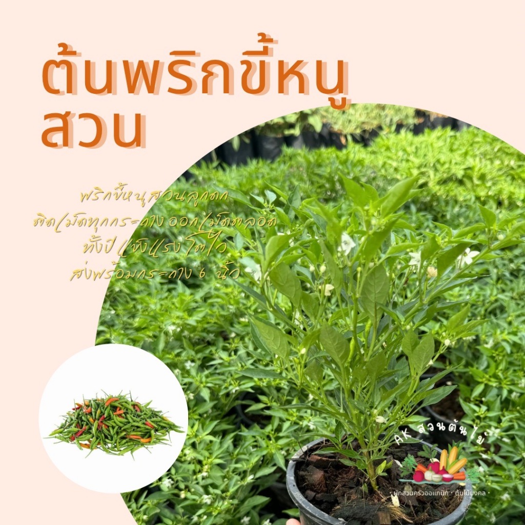 ต้นพริกขี้หนูสวน เล็ก กระถาง 6นิ้ว พริกเผ็ด ลูกดก กลิ่นหอม ส่งพร้อมกระถาง ผักสวนครัว
