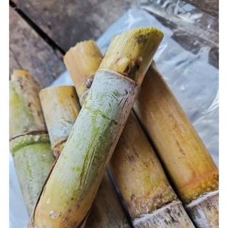ท่อนพันธุ์อ้อยคั้นน้ำ สุพรรณบุรี50 ชุด 10, 20, 40 ข้อตา จัดส่งเป็นท่อน 2 ข้อตา