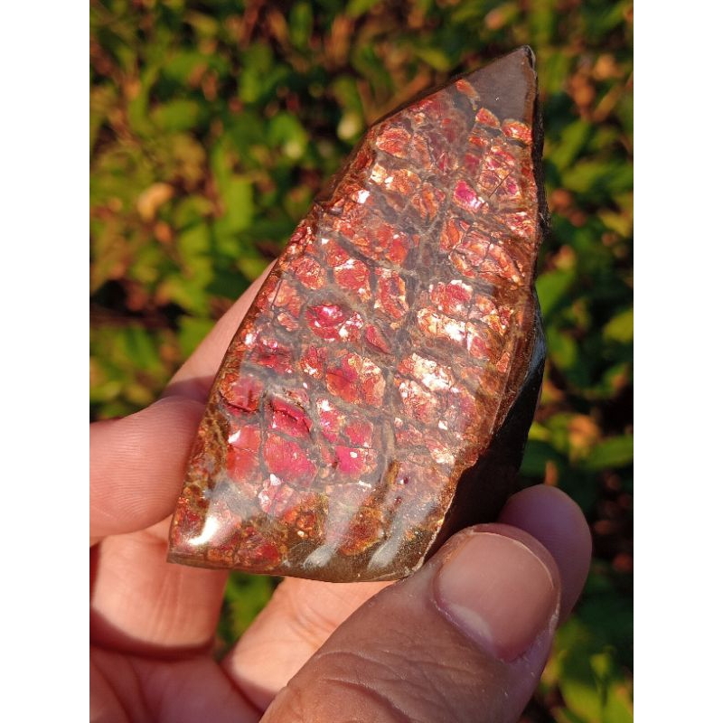 แอมโมไลด์เหลืยบสีแดงชิ้นใหญ่ (ammolite)