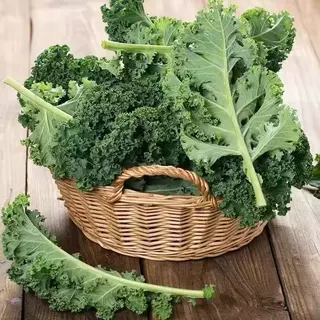 100เมล็ เมล็ดพันธุ์ดเคลใบหยิก เมล็ดคะน้าเคล เคลใบหยิกคะน้าเคลใบหยิก Kale เมล็ดผัก ปลูกง่ายโตไว