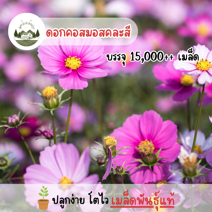 เมล็ดพันธุ์ดอกคอสมอสคละสี 100 กรัม (250เมล็ด)