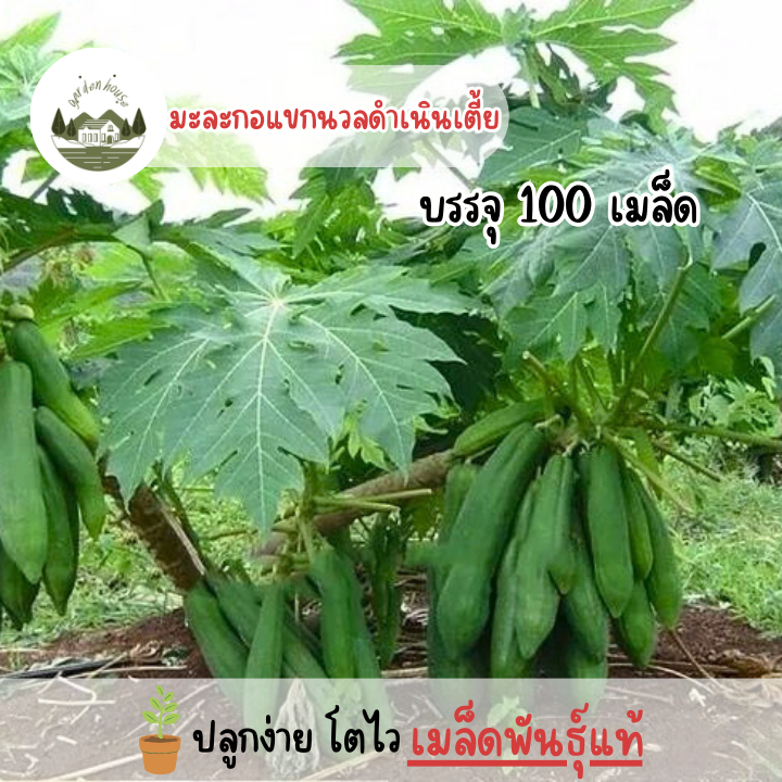 เมล็ดพันธุ์มะละกอแขกนวลดำเนินเตี้ย 100 เมล็ด