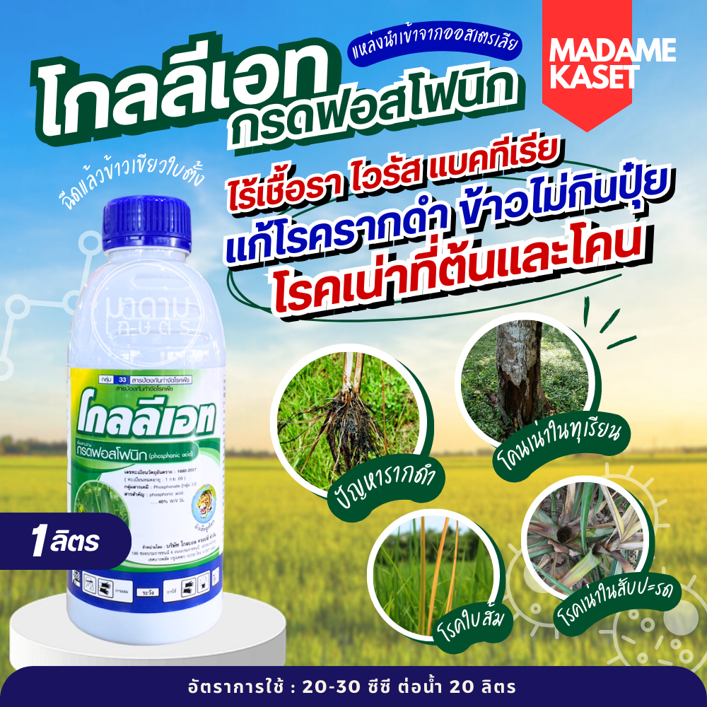 โกลลีเอท (กรดฟอสโฟนิก 40%) ป้องกันและกำจัดเชื้อรา โรครากดำ ข้าวไม่กินปุ๋ย โรคโคนเน่า ยอดเน่า