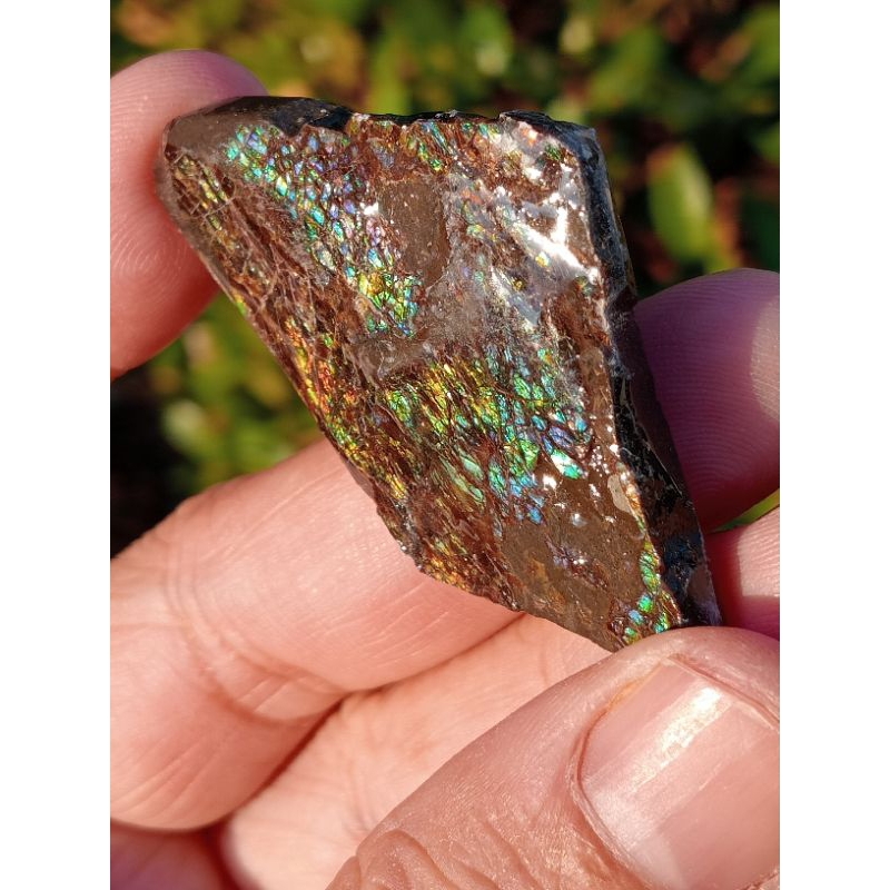 แอมโมไลด์เหลืยบสีเขียวน้ำเงินสวย (ammolite)