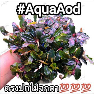 บูเซฟบราวนี่โกส ต้นไม้น้ำ (Bucep Brownie Ghost sp.)