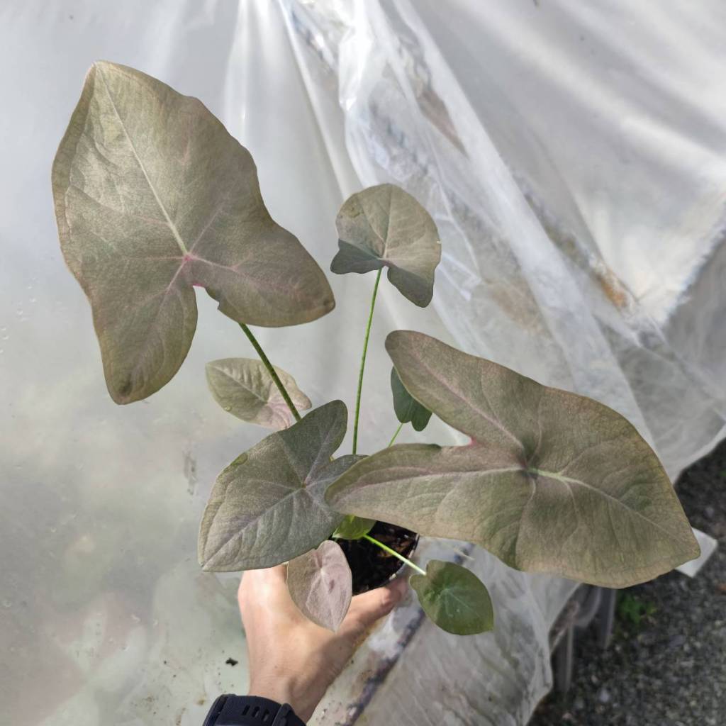 ม้าสีหมอก บอนสีโบราณ บอนสีเทา Caladium