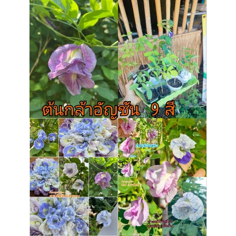 ต้นกล้าอัญชัน 9 สี ไม้เพาะเมล็ด